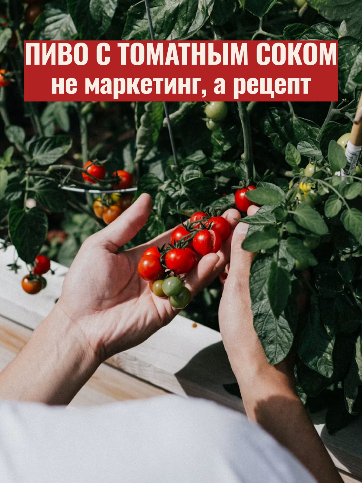 Слайд 5 — слоган на фотографии сбора томатов